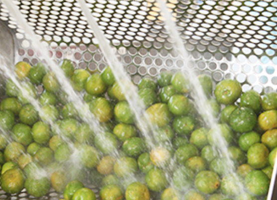 シークワサー写真