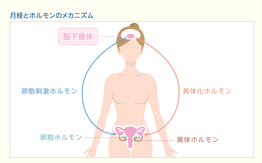 月経とホルモンのメカニズム