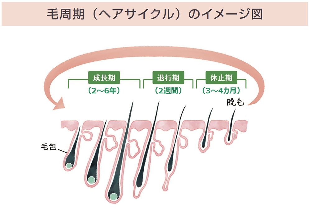 まずは髪の毛が育つ仕組みについてレクチャー！
