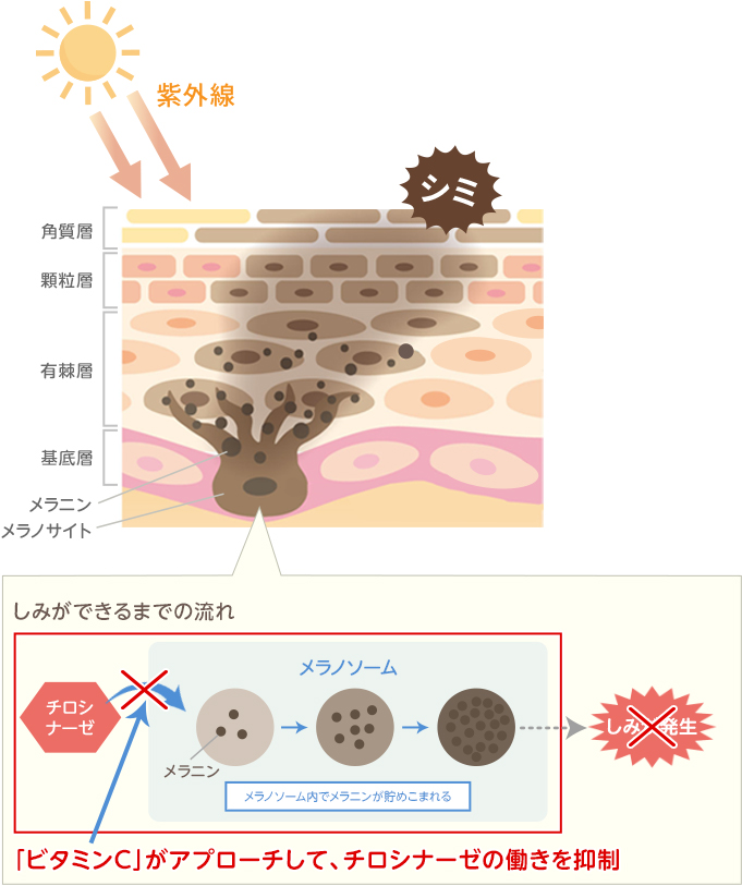 メラノサイト（メラニンを作る細胞）でメラニンが生成される仕組み