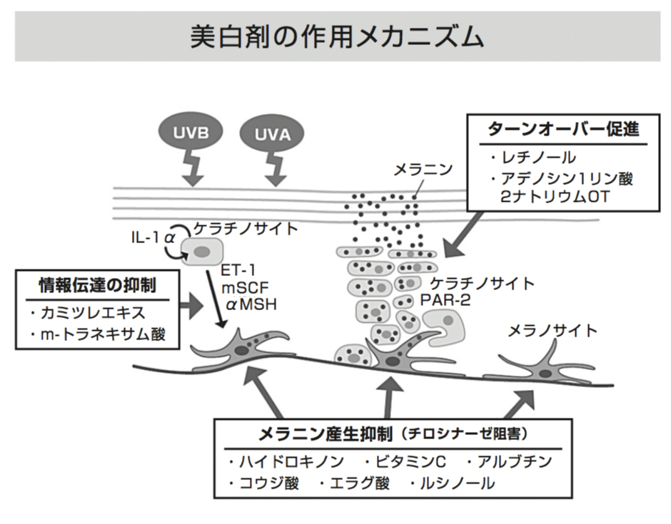 美白剤の作用メカニズム