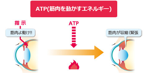 近くを見るときに毛様体筋を動かす仕組み