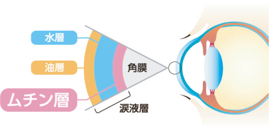 パンテノールとムチン層の関係