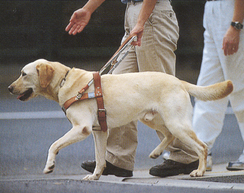 盲導犬育成