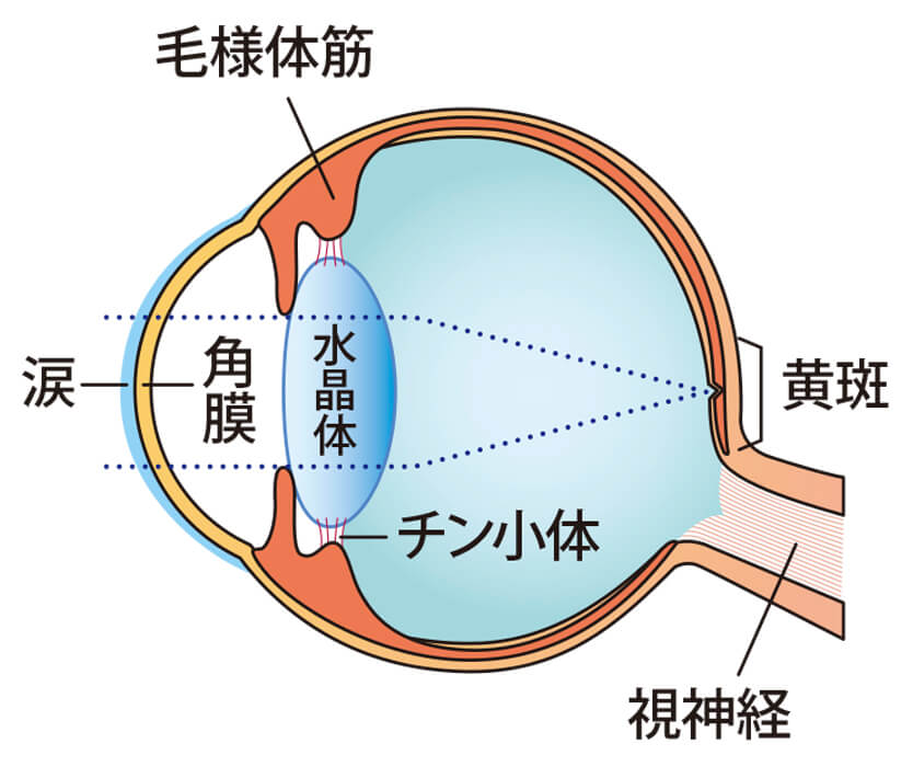 年を重ねると目はどのように変化する？