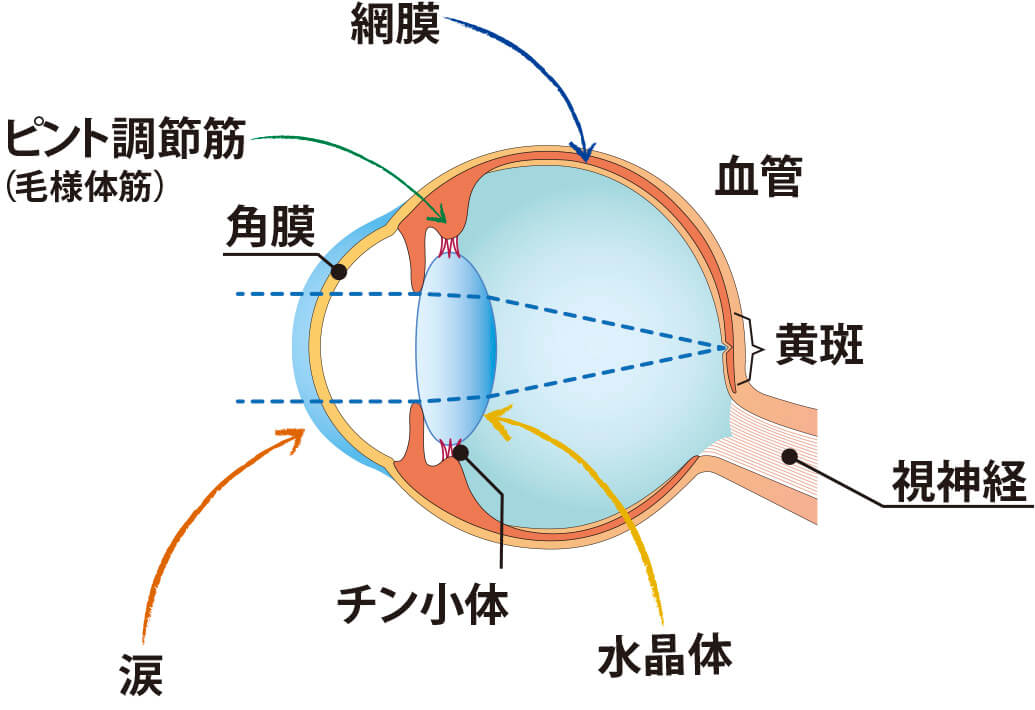 「見る力」を支える5つの部位