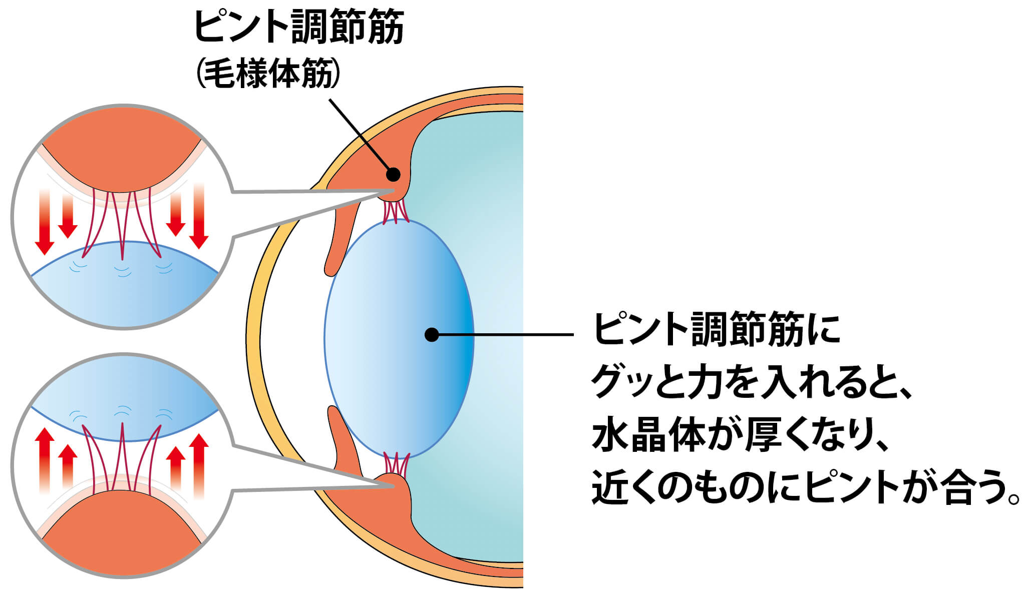 ピント調節筋（毛様体筋）