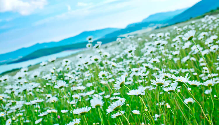 ハーブで体と美のコンディショニング